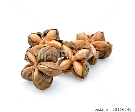 Nuts Incas , sacha inchi peanut seed Nuts Incas , sacha inchi peanut seed 28150249