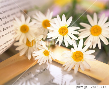 きれい 美しい 綺麗 28150713