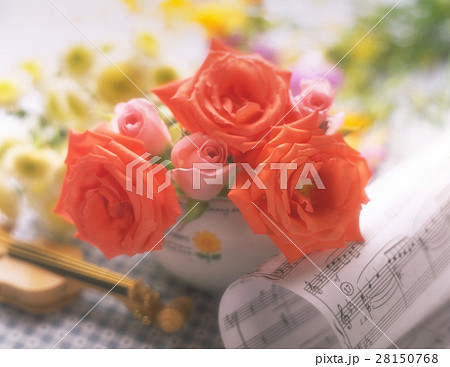 ブルーミング 開花 咲く 28150768