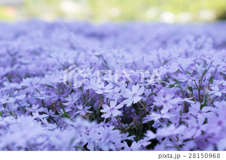 紫の芝桜を接写 28150968