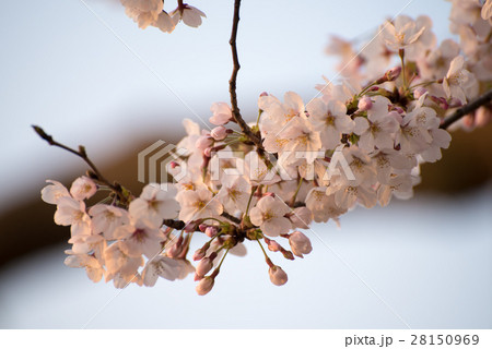 朝日に照らされた桜 28150969