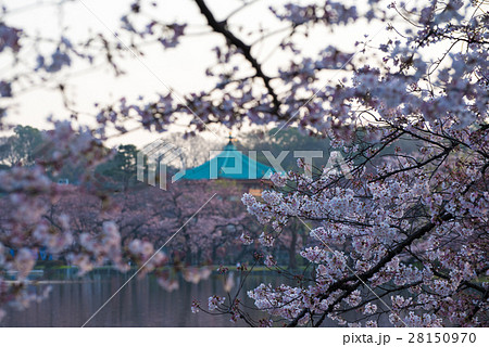 桜と不忍池弁天堂 28150970