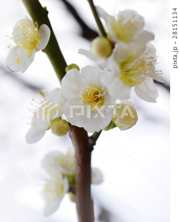 白い梅の花とつぼみ（湯島天神） 28151134