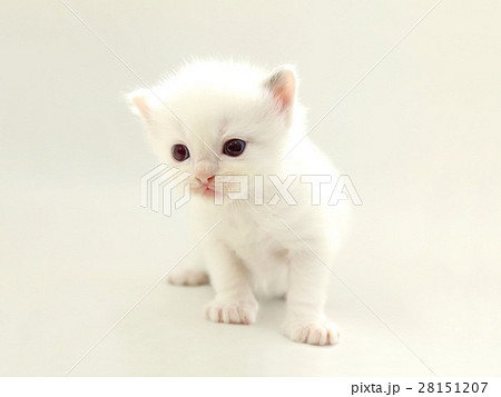 可愛い白い子猫の写真素材