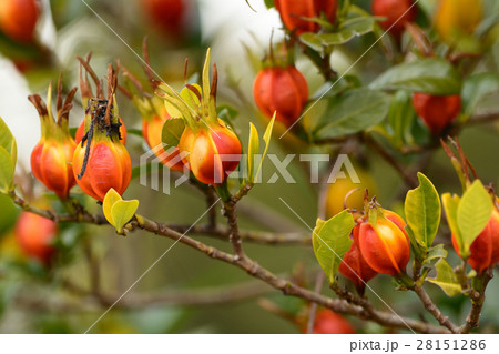 クチナシの果実 28151286