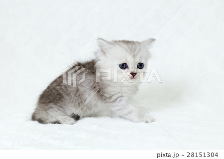 ミヌエット子猫 ミヌエット子猫 28151304