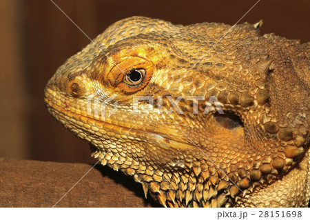 close up head bearded dragons lizard close up head bearded dragons lizard 28151698