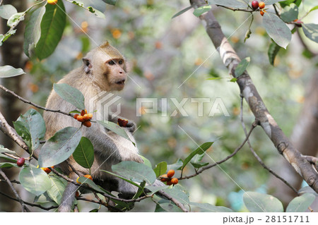 monkey eat food on tree in thailand 28151711