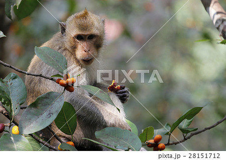 monkey look food on tree 28151712