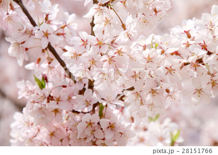 Sakura up - Stock Photo [28151766] - PIXTA