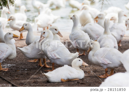 Real white duck in a farm with pond 28151850