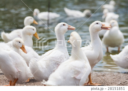Real white duck in a farm with pond Real white duck in a farm with pond 28151851