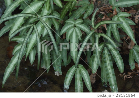 自然 植物 マツザカシダ 細長い胞子葉と幅のある栄養葉の二種類の葉を出しますの写真素材