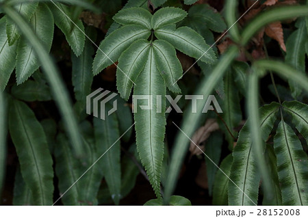 自然　植物　マツザカシダ、葉の真ん中に白色が入る個体があり観賞用としても利用されているようです 28152008
