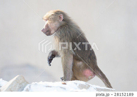 Macaque monkey searching food 28152189
