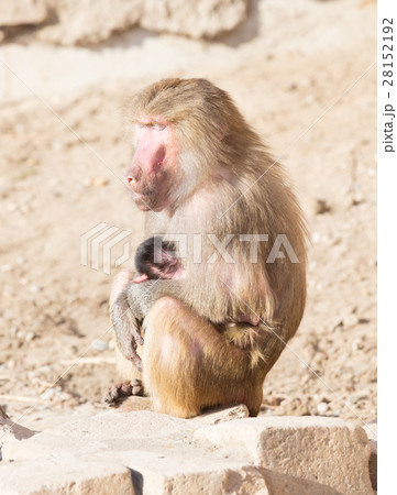 Baboon mother and her little one 28152192