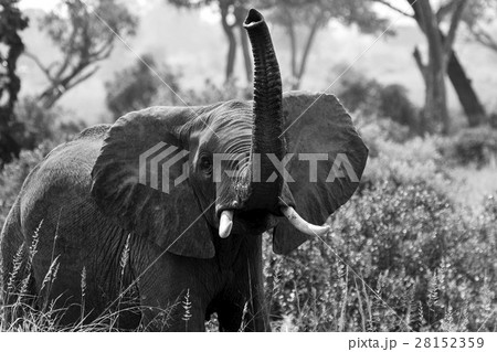 Elephant trumpet Elephant trumpet 28152359
