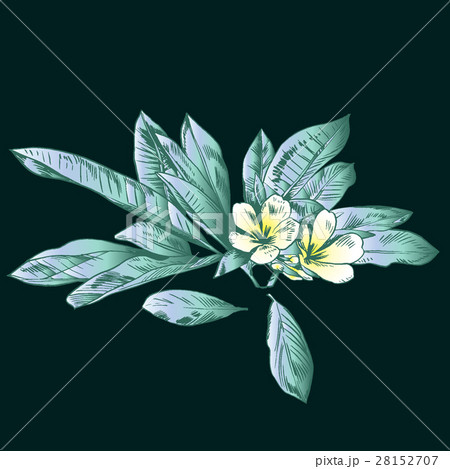Exotic flowers set. Botanical vector vintage 28152707