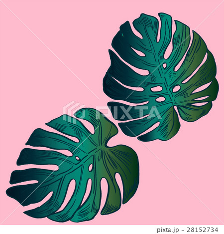 Exotic flowers set. Botanical vector vintage 28152734