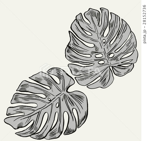 Exotic flowers set. Botanical vector vintage 28152736