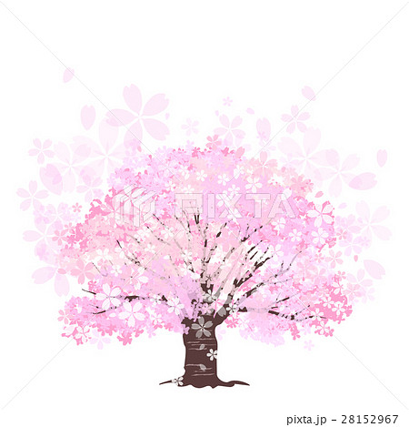 桜 大木 一本桜のイラスト素材