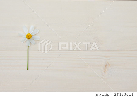 White Spanish needle flower from top view White Spanish needle flower from top view 28153011