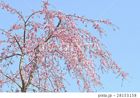 シダレザクラ(枝垂れ桜) シダレザクラ(枝垂れ桜) 28153158