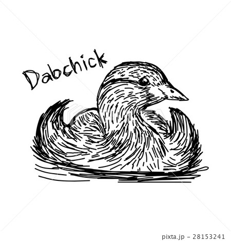 black lines of dabchick black lines of dabchick 28153241