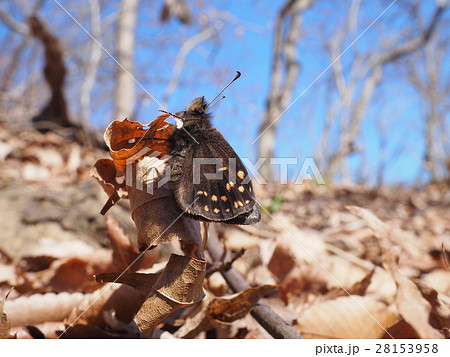 ミヤマセセリ ミヤマセセリ 28153958