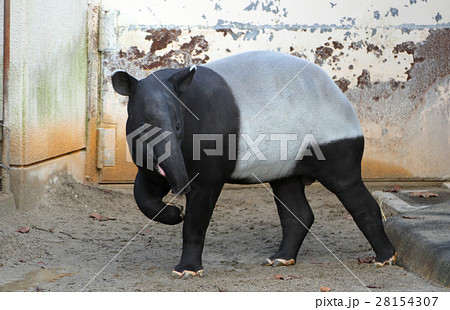 マレーバク 28154307