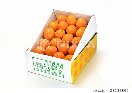 完熟金柑たまたま 28155392