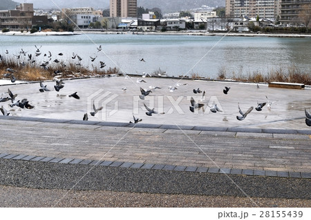 カワラバト カワラバト 28155439