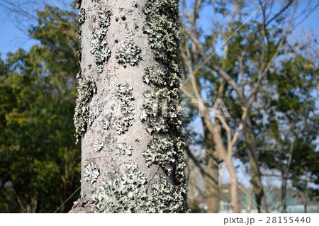 ゼニゴケ 28155440