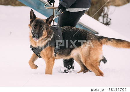German Shepherd Dog Walking Near Owner During German Shepherd Dog Walking Near Owner During 28155702