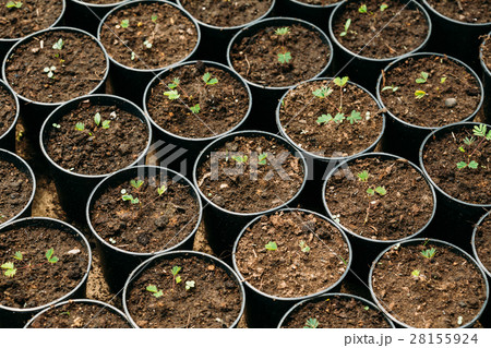 Green Sprouts Of Tree With Leaf, Leaves Growing 28155924