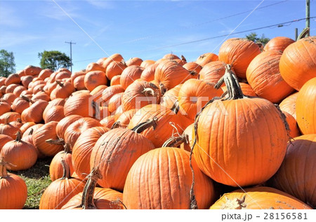 ハロウィン用カボチャ 28156581