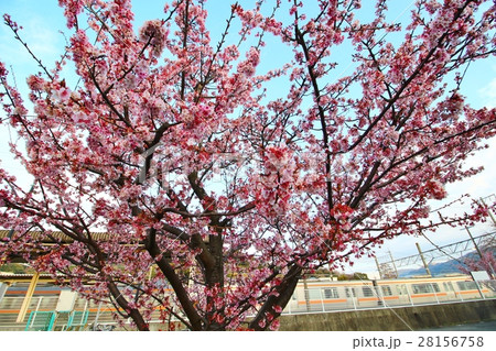 寒桜(興津駅前) 寒桜(興津駅前) 28156758