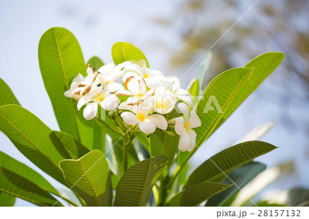 Flowers for your design Flowers for your design 28157132