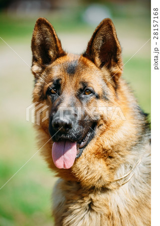 German Shepherd Dog Close Up. Alsatian Wolf Dog Or 28157168