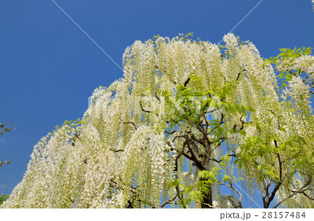 満開の白藤の花　栃木県足利フラワーパーク 28157484
