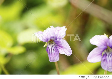 リュウキュウコスミレの花 リュウキュウコスミレの花 28158222