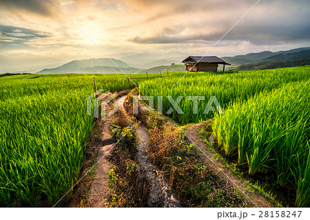 Rice field in Chiang Mai Rice field in Chiang Mai 28158247
