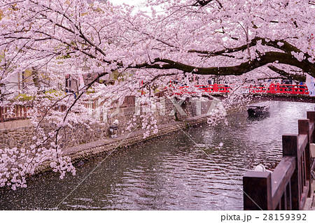 桜吹雪 28159392