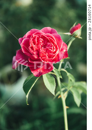 Single Red Rose Single Red Rose 28160714
