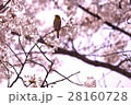 桜とメジロ 28160728