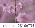 しだれ桜 28160734