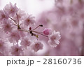しだれ桜 28160736