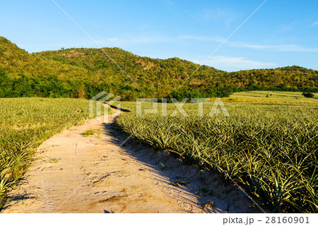 dirt road path near green field 28160901