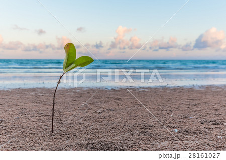 Young plant on the beach 28161027