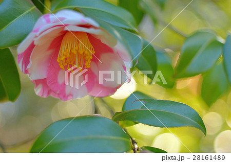 ハルサザンカ ハルサザンカ 28161489